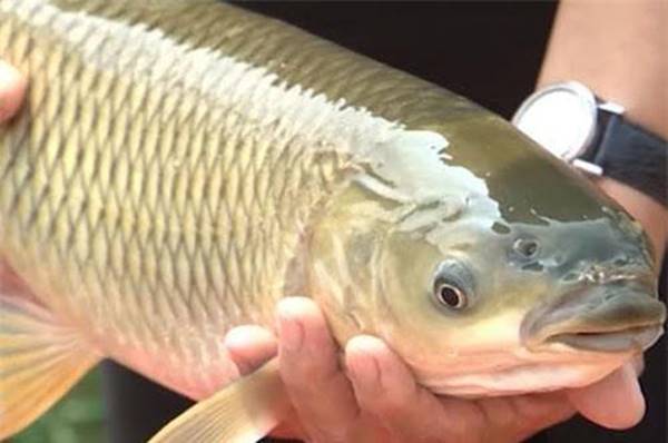 nằm mơ thấy cá