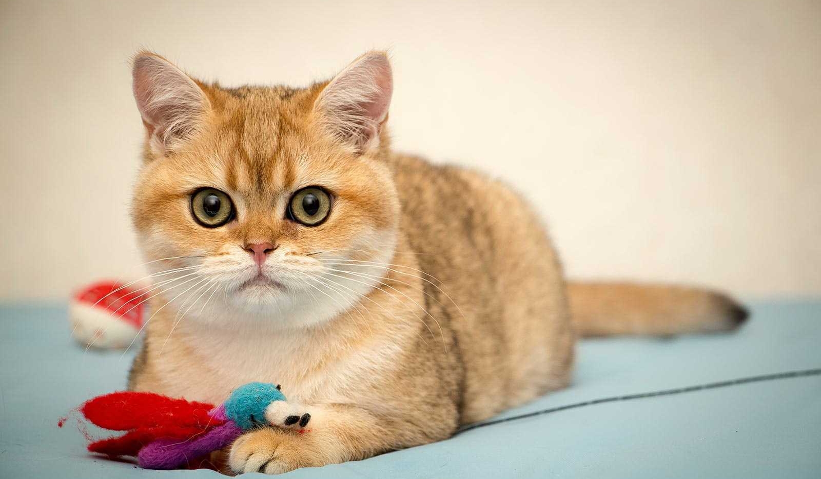 mèo vàng