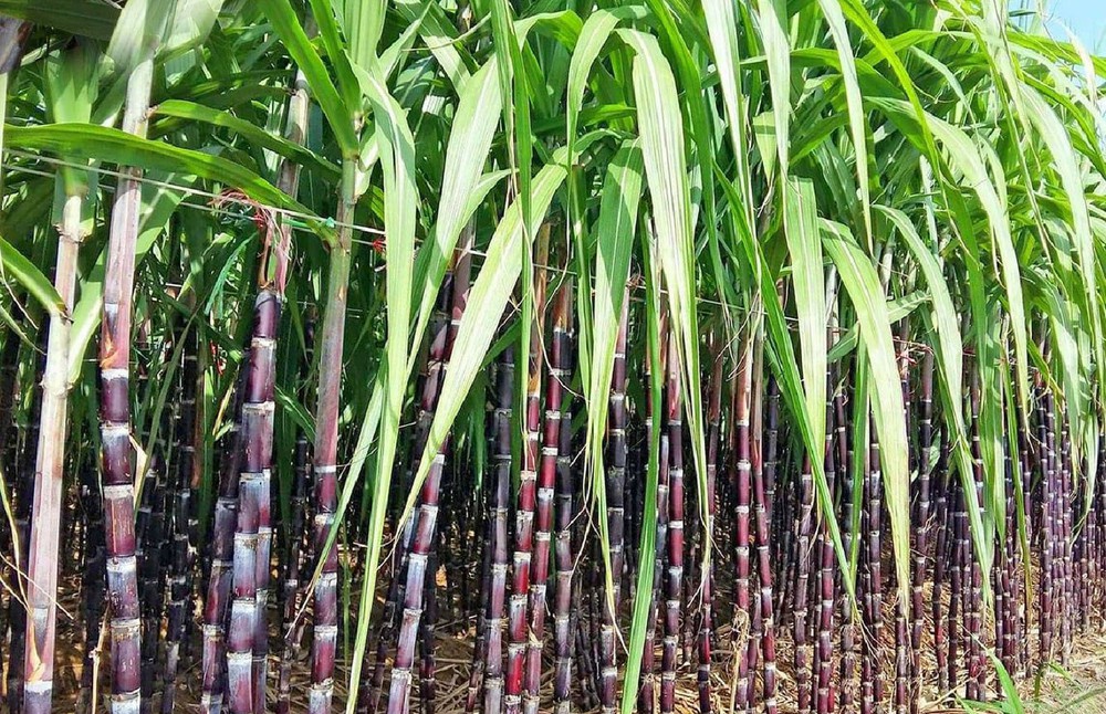 Mơ thấy mía là điềm báo gì - Đánh con gì dễ trúng nhất?