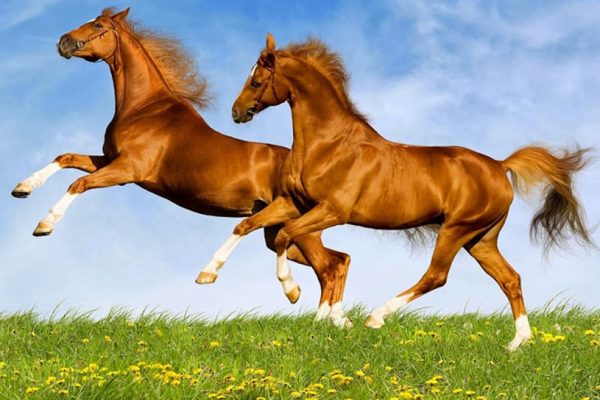 Nhìn thấy một đôi ngựa điềm báo gì?